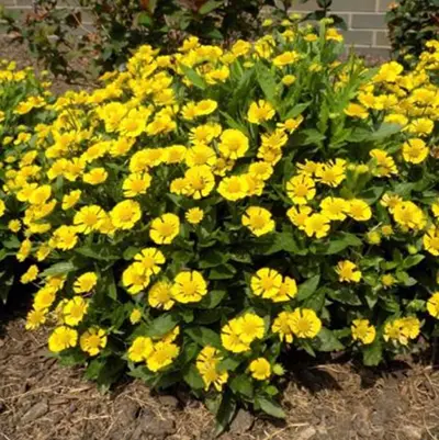 HELENIUM