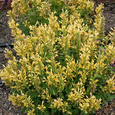 AGASTACHE/HYSSOP