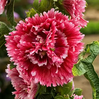 ALCEA/HOLLYHOCK