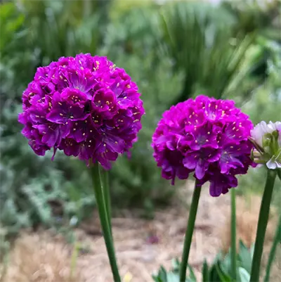 ARMERIA/SEA THRIFT