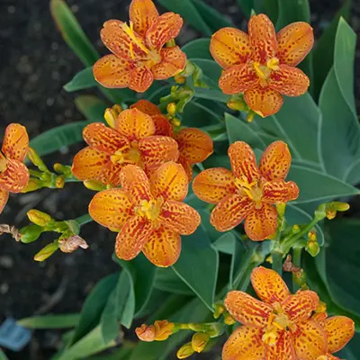 BELAMCANDA/BLACKBERRY LILY