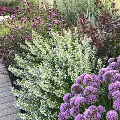 CALAMINT