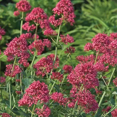 CENTRANTHUS/VALERIAN