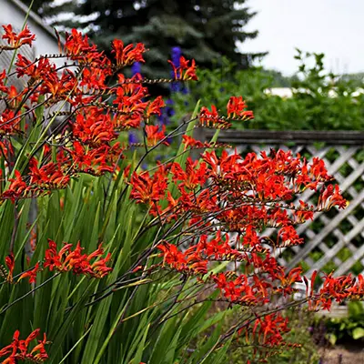 CROCOSMIA