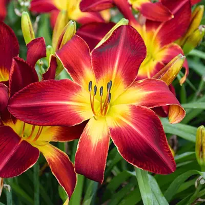 DAYLILIES, STANDARD