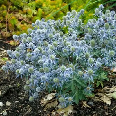 ERYNGIUM/SEA HOLLY