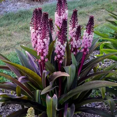 EUCOMIS/PINEAPPLE LILY