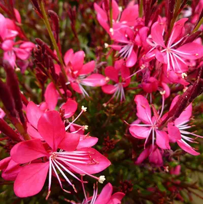 GAURA