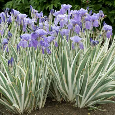 IRIS, MISC