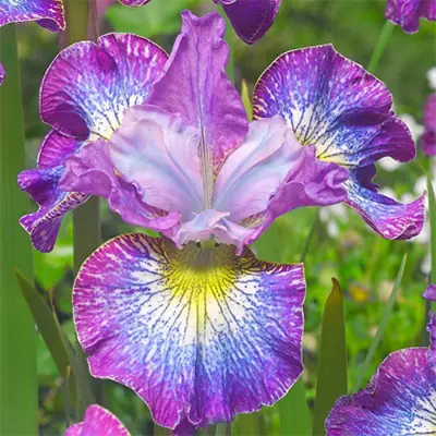 IRIS, SIBERIAN
