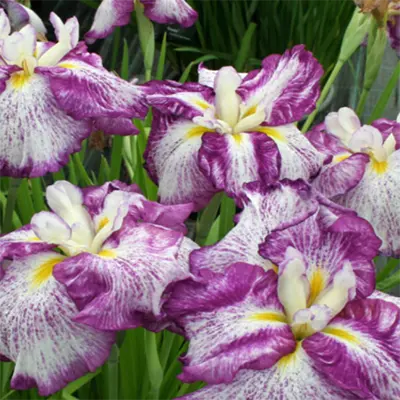 JAPANESE IRIS/ENSATA