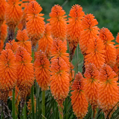 KNIPHOFIA/HOT POKER