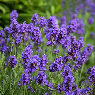 LAVENDER