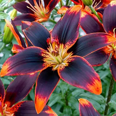 LILY, ASIATIC