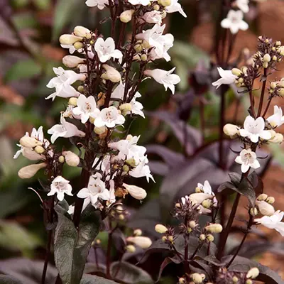 PENSTEMON/BEARDTONGUE