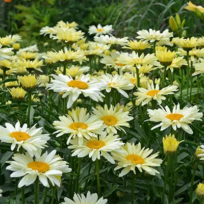 SHASTA DAISIES