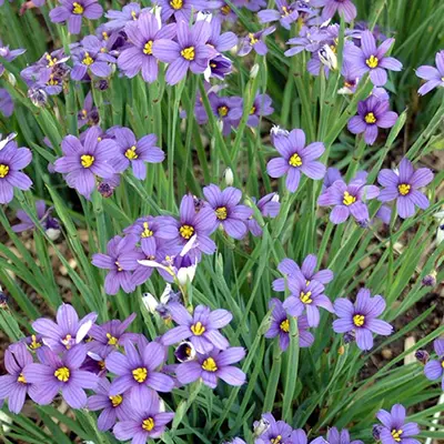 SISYRINCHIUM/BLUE EYED GRASS