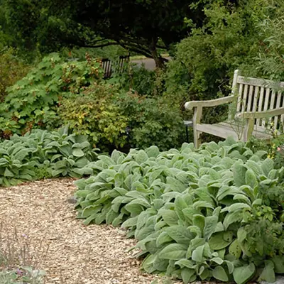 STACHYS/LAMB'S EAR
