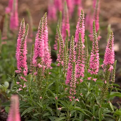 VERONICA/SPEEDWELL