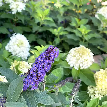 FLOWERING SHRUBS