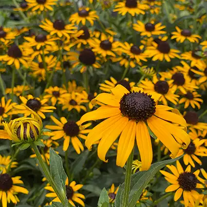 RUDBECKIA/BLACK EYED SUSAN