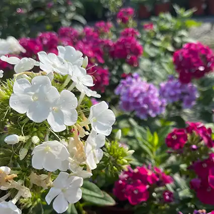 PHLOX, TALL GARDEN