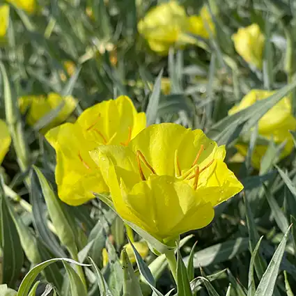 OENOTHERA/PRIMROSE