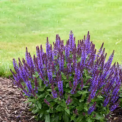 SALVIA/MEADOW SAGE