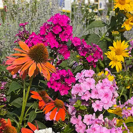 PERENNIALS &amp; SMALL FRUITS