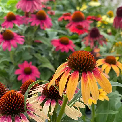 ECHINACEA/CONEFLOWER