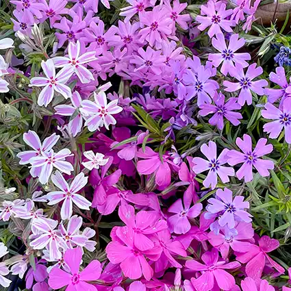 PHLOX, CREEPING
