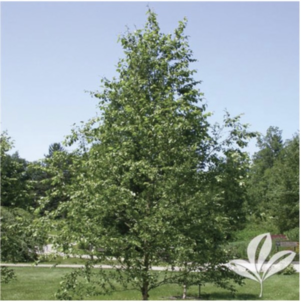 Dura Heat River Birch - Clump 