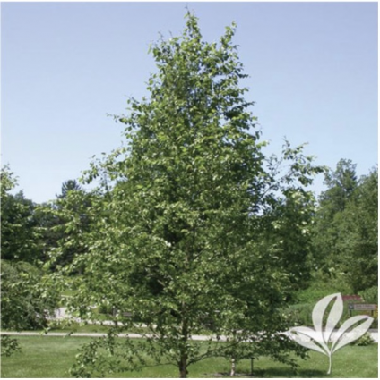 Dura Heat River Birch - Clump (2")