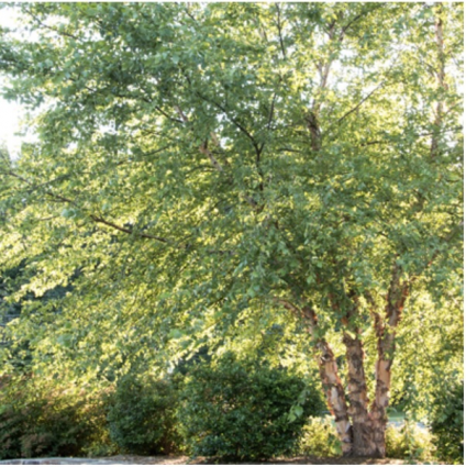 Dura Heritage River Birch - Clump (2.5")