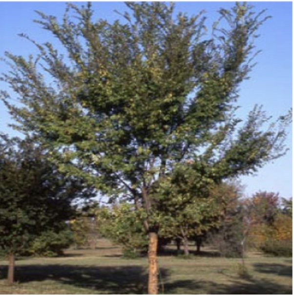 Allee Elm 2"