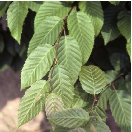 American Hornbeam (2")