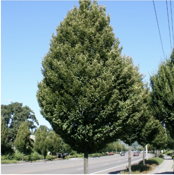 Columnar Hornbeam (7 Gal)