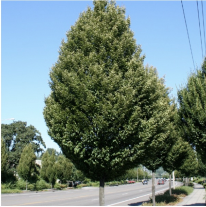 Columnar Hornbeam (3")
