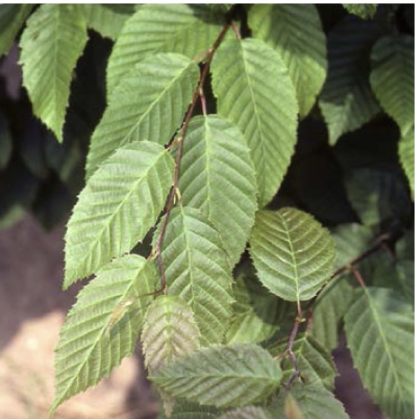 American Hornbeam (2.5")