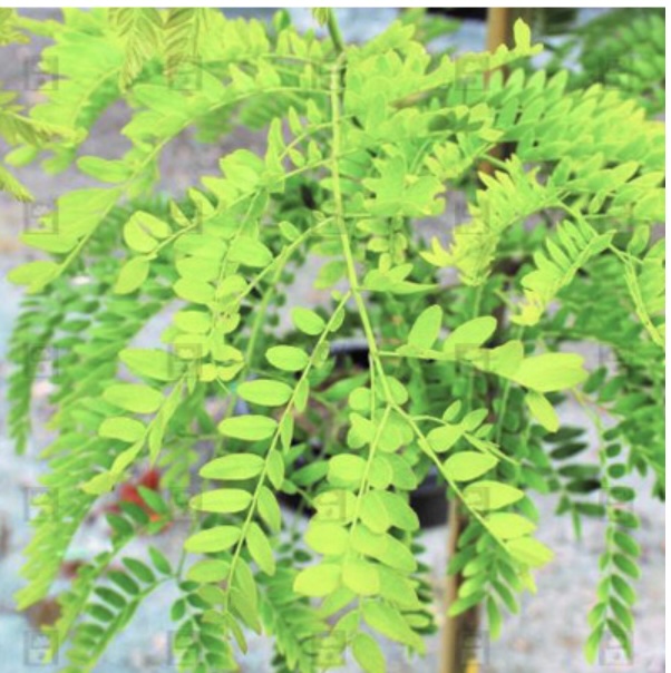 Imperial Honeylocust (1.5")