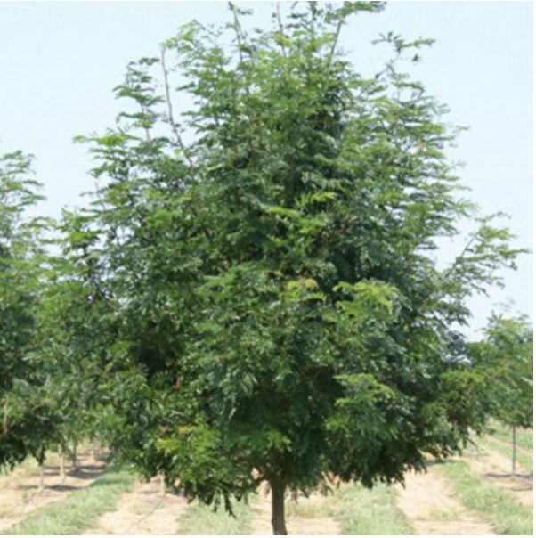 Skyline Honeylocust (3")