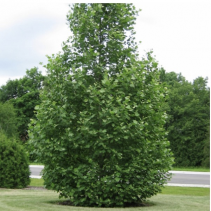 Exclamation London Planetree 3"
