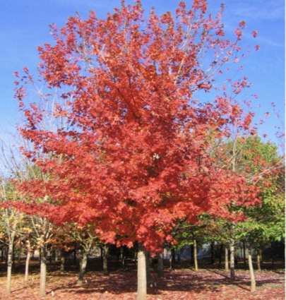  Autumn Splendor Maple 2"