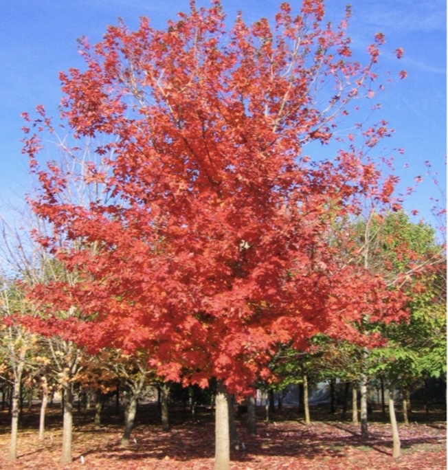 Autumn Splendor Maple (15 Gal)