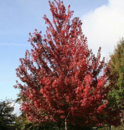 Brandywine Maple (7 Gal)