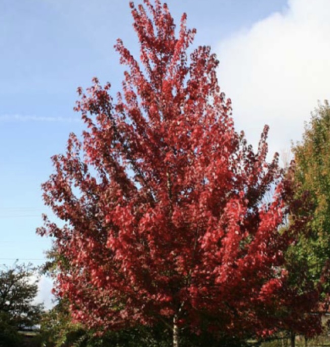Brandywine Maple (2")