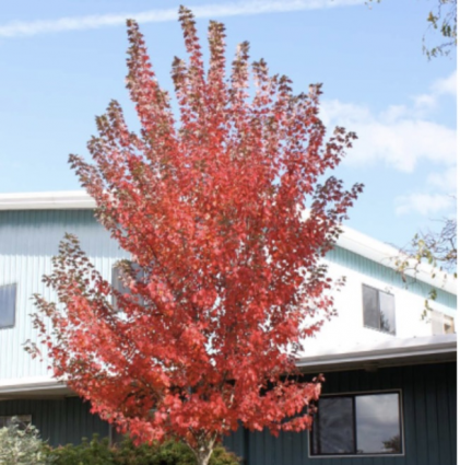 Sun Valley Maple 2"