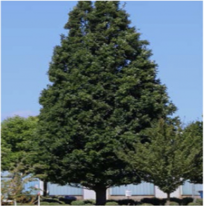 Crimson Spire Oak 1.5"
