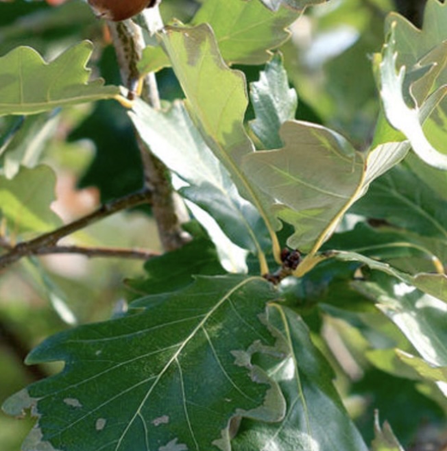 Heritage Oak 15G