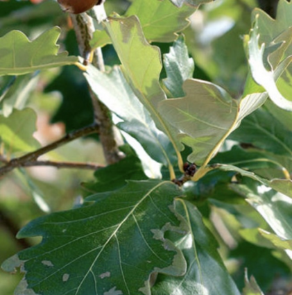 Heritage Oak 15G